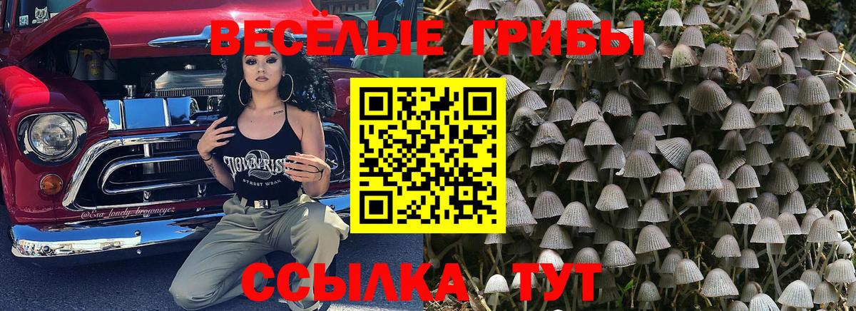 Губкин  Галлюциногенные грибы Psilocybe  Вход с VPN  Галлюциногенные грибы Magic Shrooms 